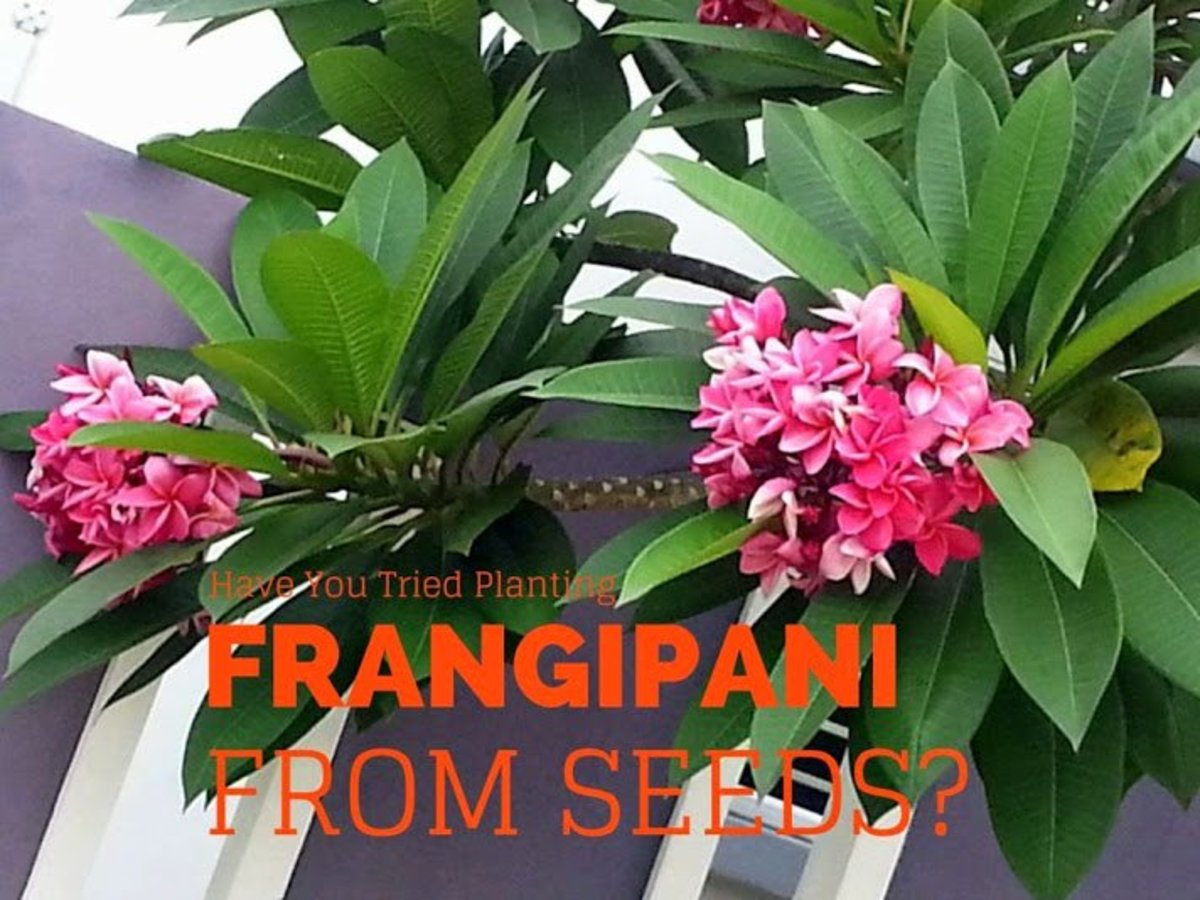 HOW TO GROW FRANGIPANI FROM SEEDS
