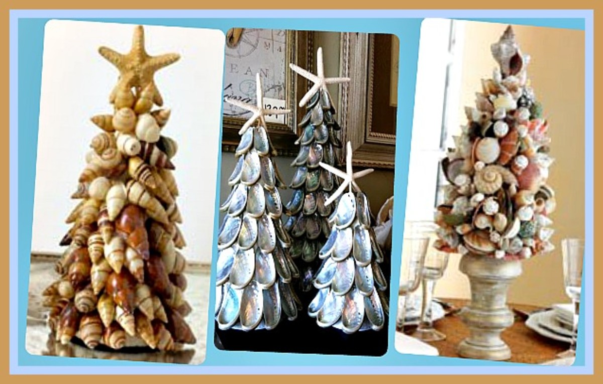 Identifying Seashells from a Collection HubPages