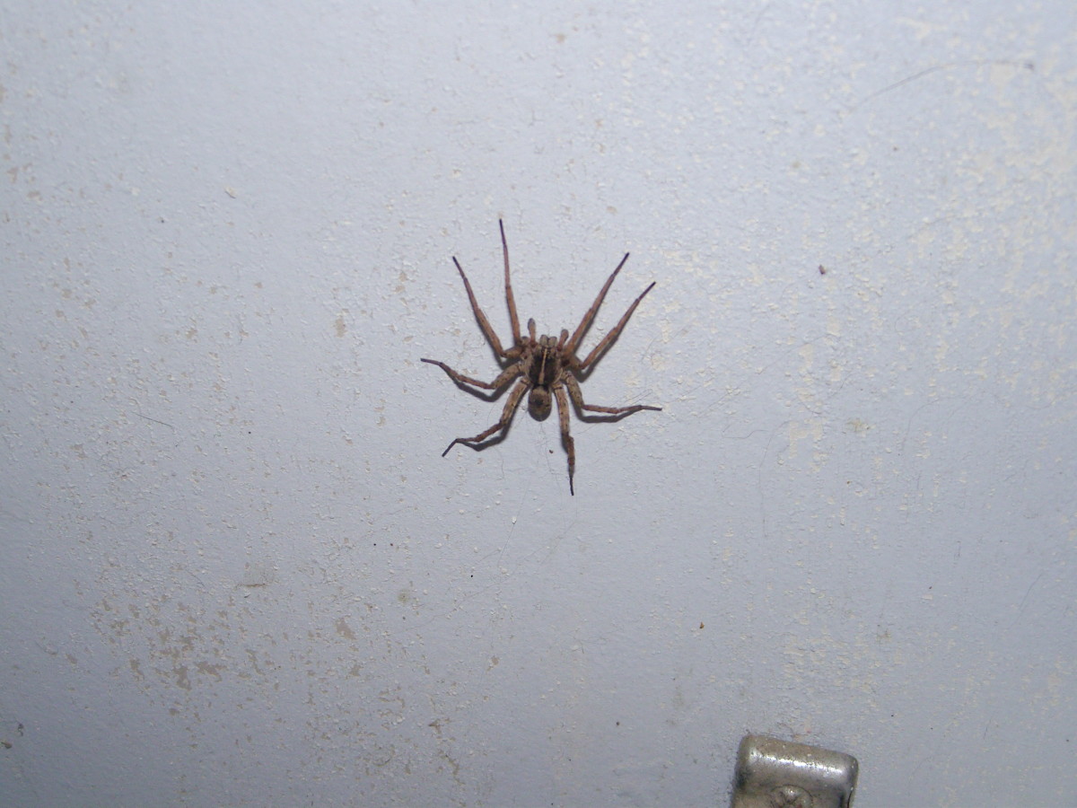 Poisonous and Venomous Spiders, Snakes and Insects in the Bahamas