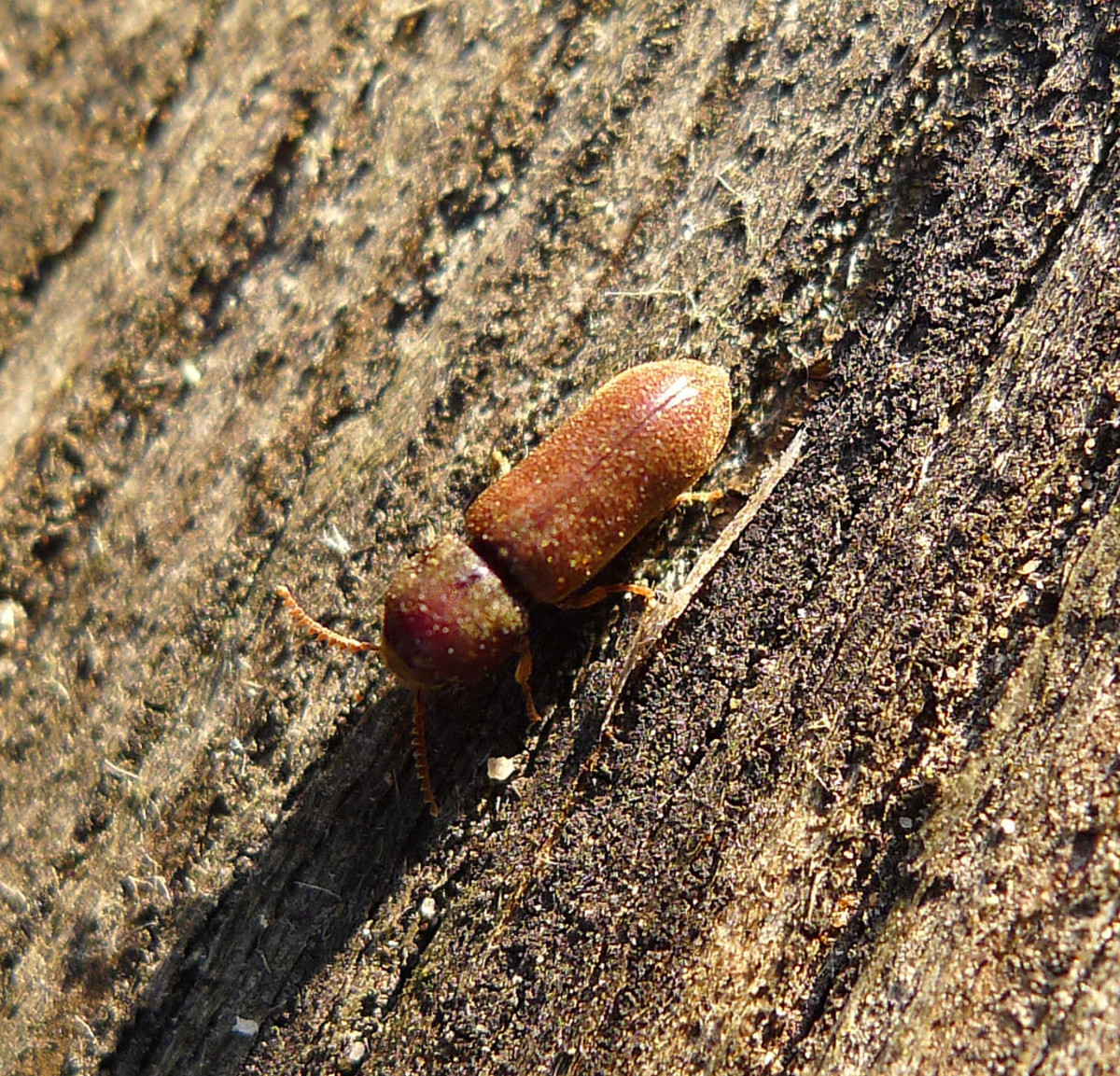 Everything About Wood Everything You Need to Know About Wood Boring