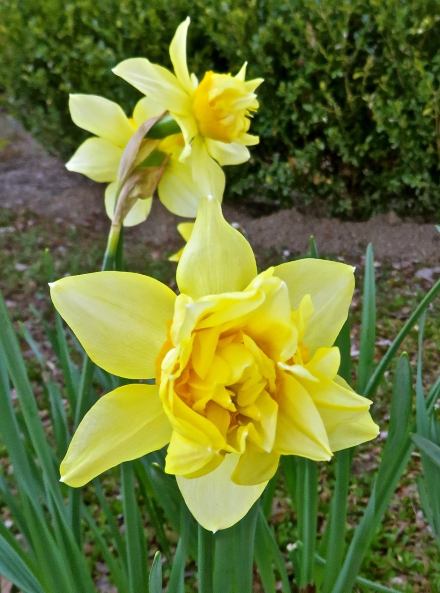 My Victorian Garden in Spring Heirloom Daffodils and Other Bulbs
