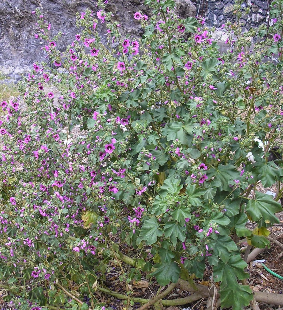 Foraging for edible plants that grow by the sea