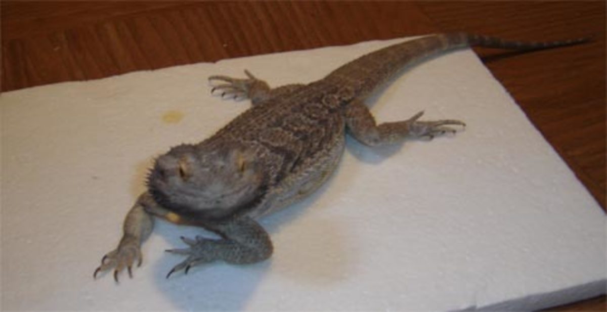 Metabolic Bone Disease in Pet Reptiles HubPages