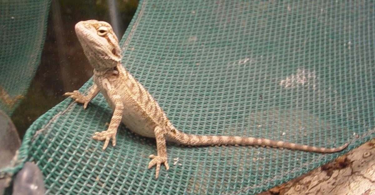 Metabolic Bone Disease in Pet Reptiles PetHelpful