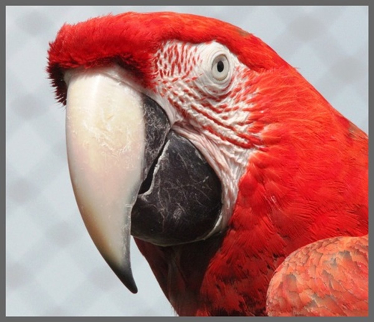 Birds and Beaks HubPages