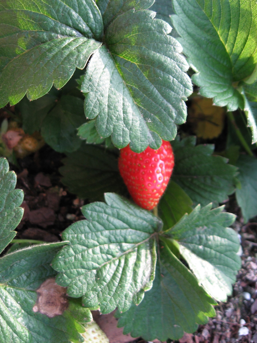 Growing Strawberries in a Raised Bed