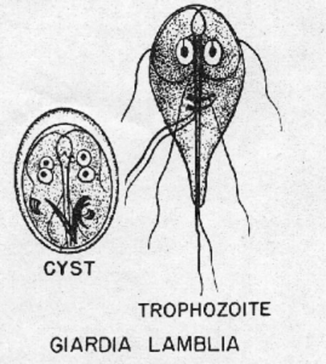 Giardia lamblia HubPages