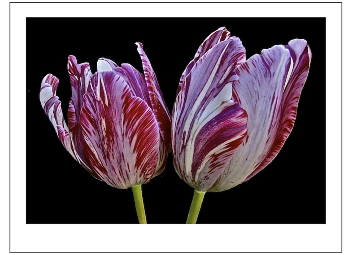 My Victorian Garden Gardening with Rare & Unusual Antique Heirloom