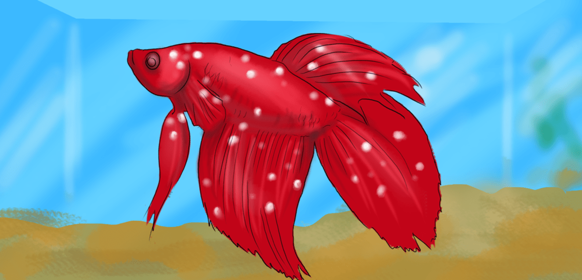 How to Cure Ich or Ick in Betta Fish PetHelpful