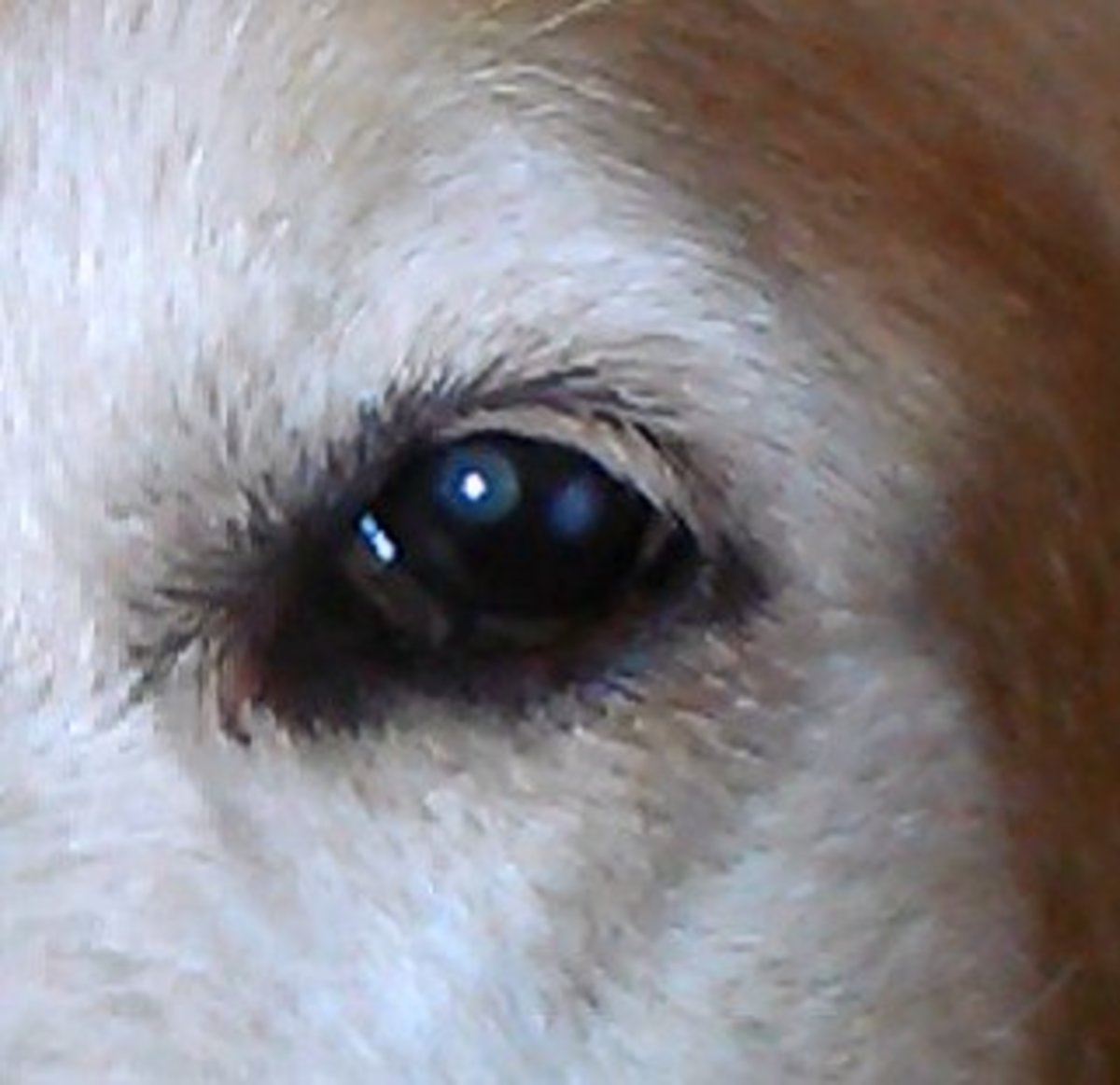 Cholesterol Deposits in a Dog's Eye PetHelpful
