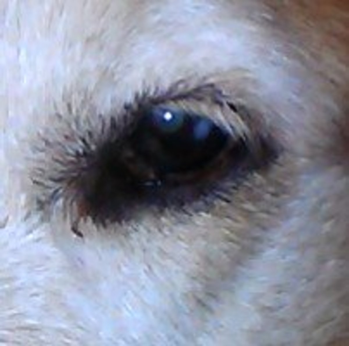 Cholesterol Deposits in a Dog's Eye PetHelpful