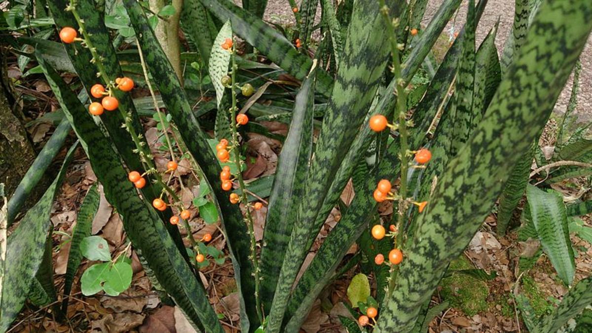 How to Grow Sansevieria HubPages
