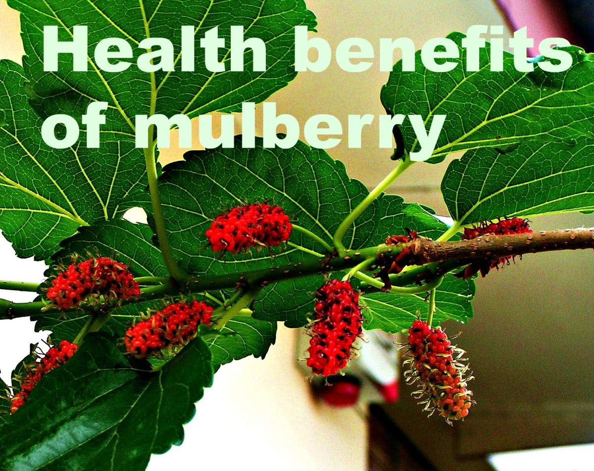 Health Benefits of Mulberry HubPages