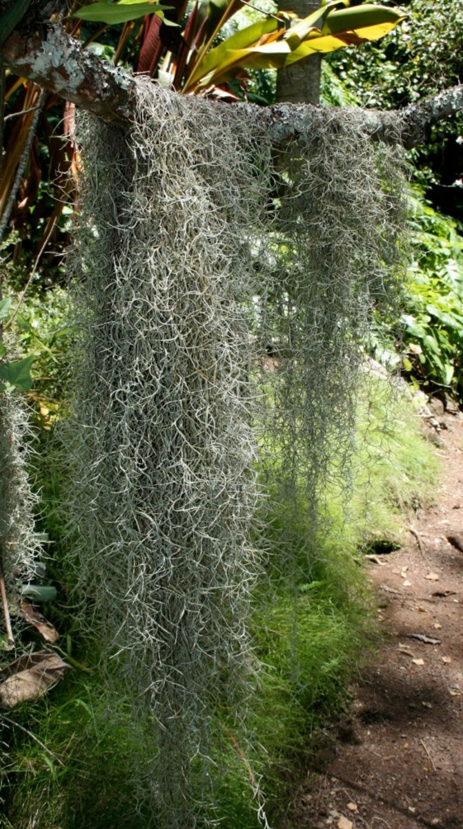 Flowers and Plants of Hawaii HubPages