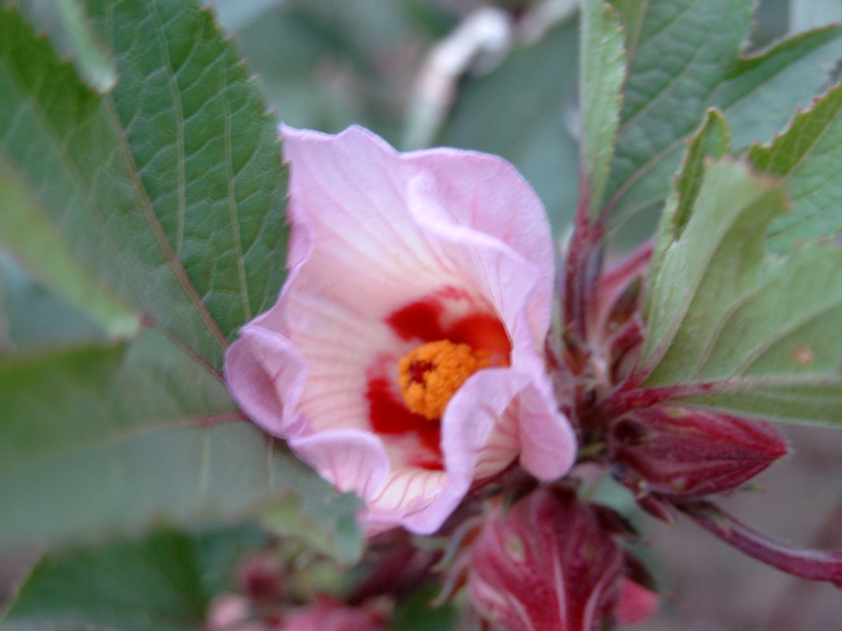 Is Hibiscus Alkaline at Rod Gavin blog