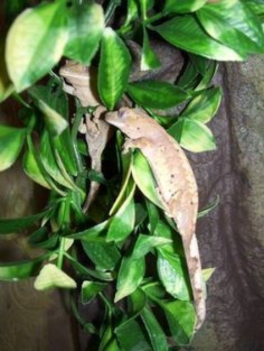 Building a Salamander Vivarium or Terrarium PetHelpful