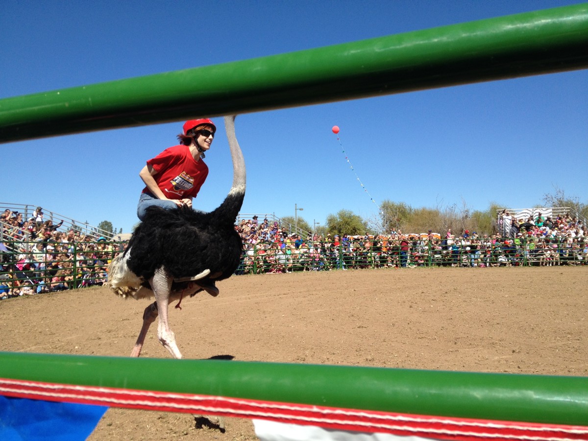 Ostrich Racing at Chandler Arizona's Annual Ostrich Festival
