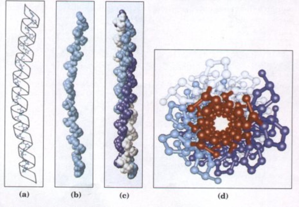 The Structure and Function of Collagen HubPages