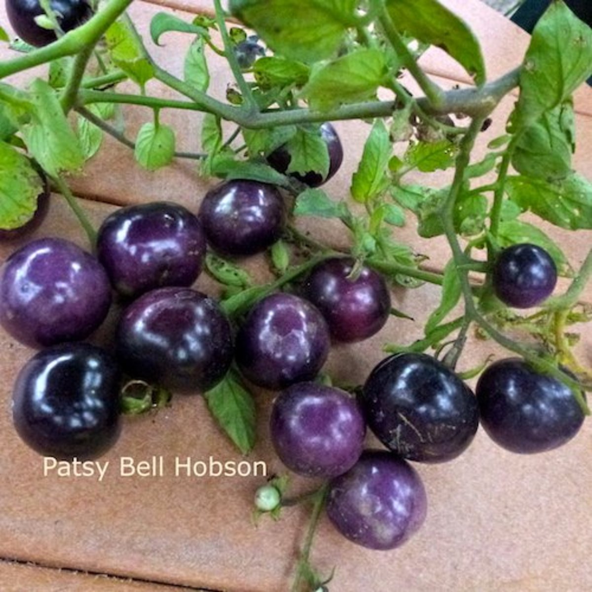Eat Indigo Rose Blue Tomatoes HubPages