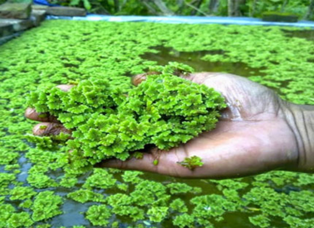 Azolla Farming step by step and Health Benefits HubPages