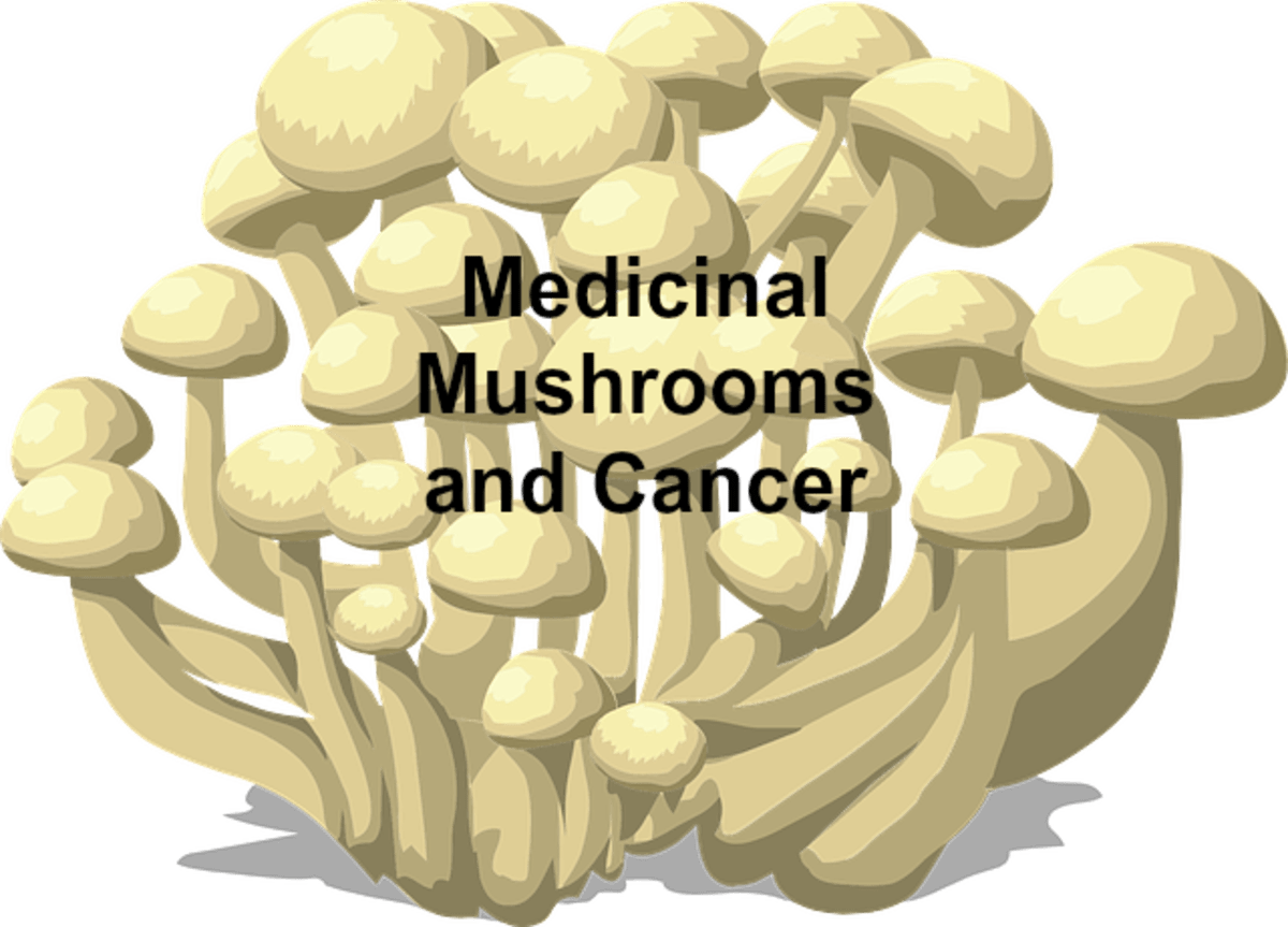 Medicinal Mushrooms and Cancer HubPages