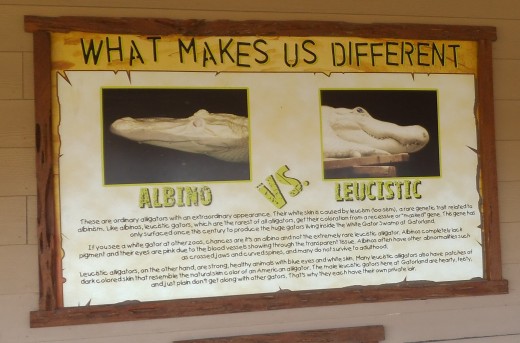 Alligators Fun Facts HubPages