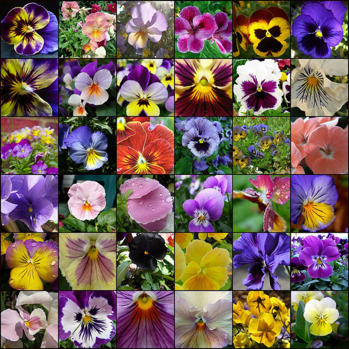How to Plant a Pansy Flower Hanging Basket HubPages