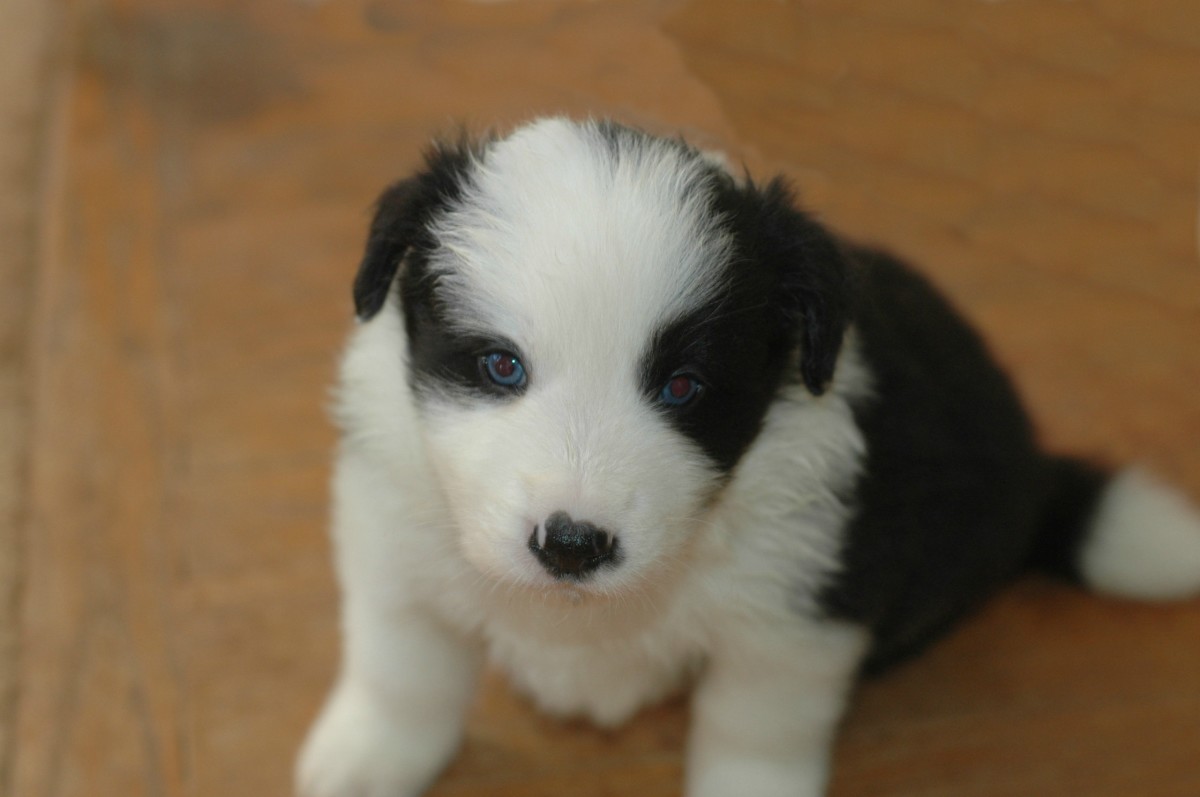 Pictures of Puppies 45 Free Cute Border Collie Puppy