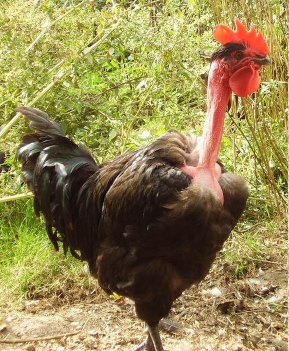 The Best 10 DualPurpose Chicken Breeds For Eggs And Meat hubpages