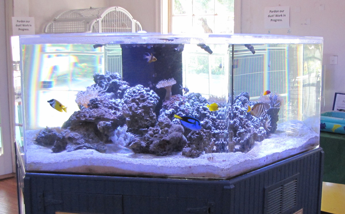 Visiting the Sandoway House Nature Center in Delray Beach, Florida