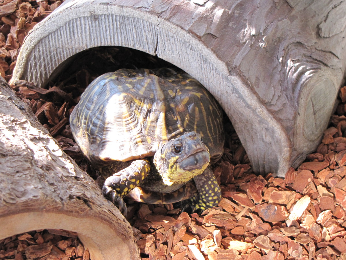 Visiting the Sandoway House Nature Center in Delray Beach, Florida