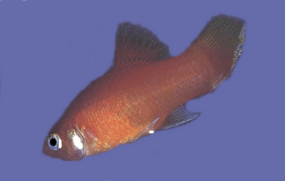 15 Common Betta Fish Diseases (With Photos) Prevention and Treatment