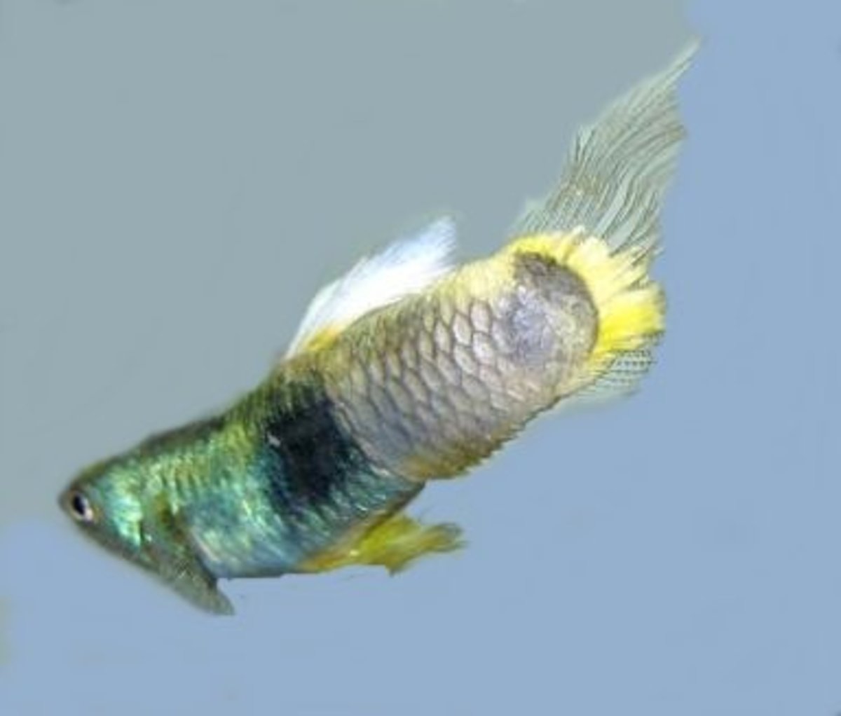 15 Common Betta Fish Diseases (With Photos) Prevention and Treatment