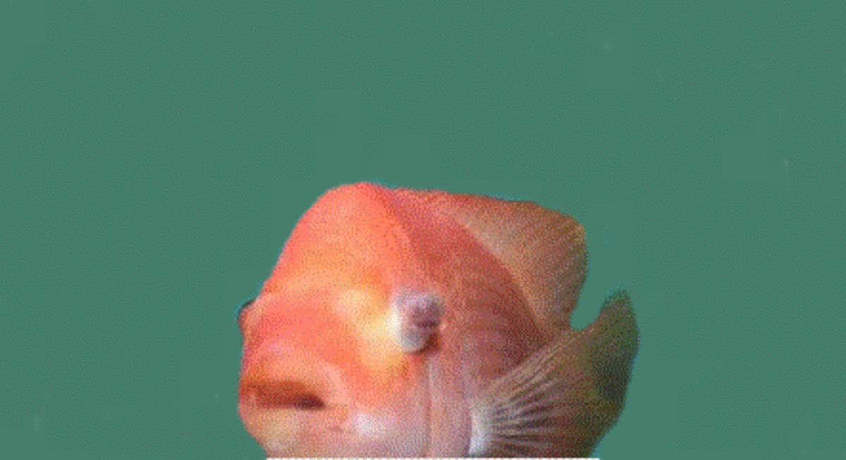 13 Common Betta Fish Diseases (With Photos) Prevention and Treatment