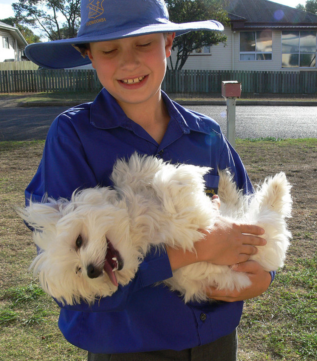 40 Best White Dog Names for a Cute Puppy PetHelpful