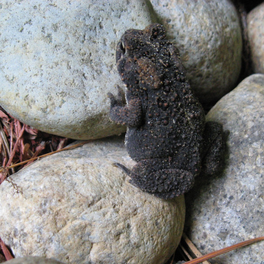 Name the Frogs and Toads of New Hampshire