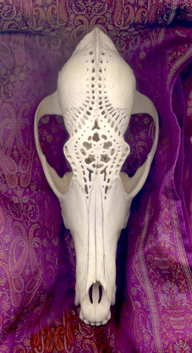 Crafty Things to Do With Animal Skulls