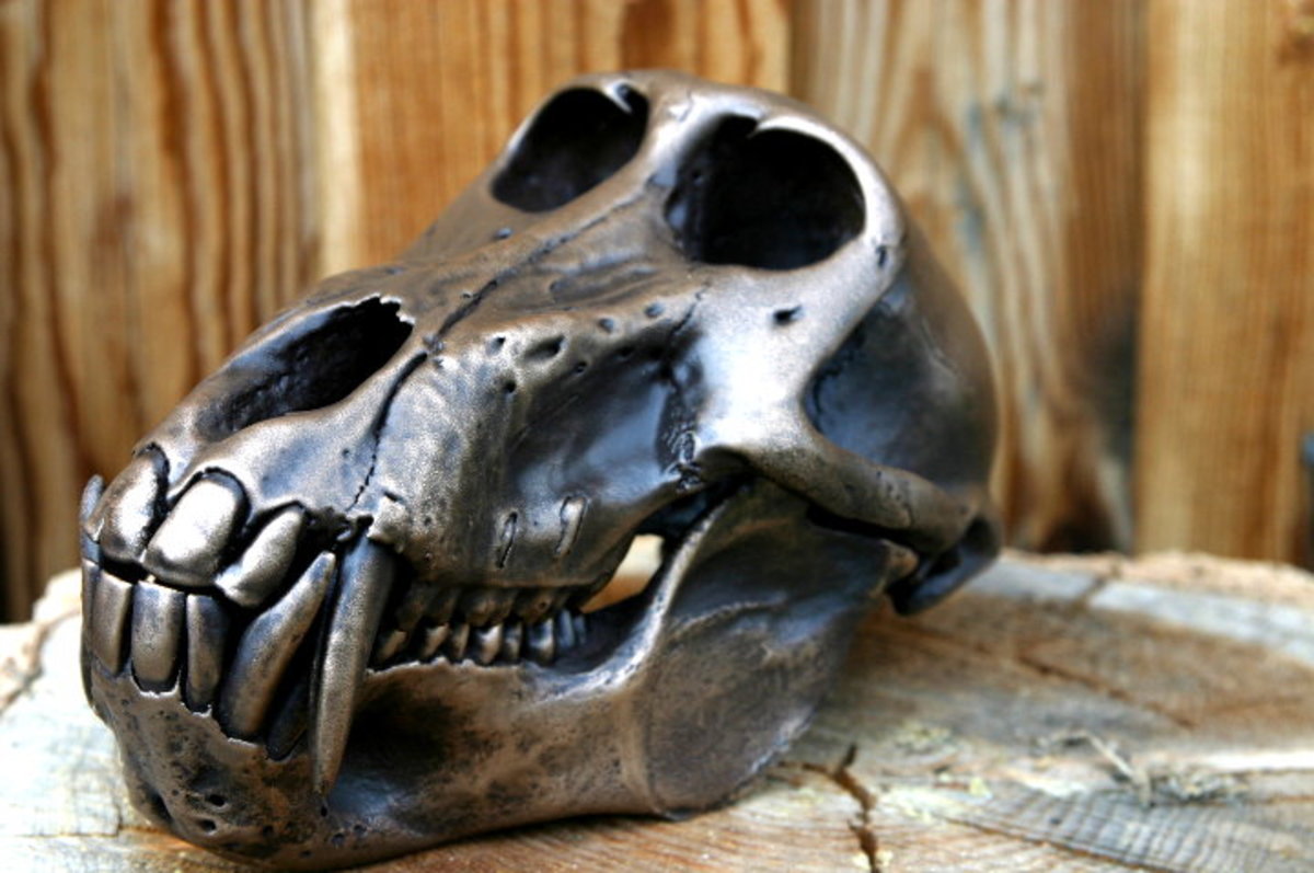 Crafty Things to Do With Animal Skulls