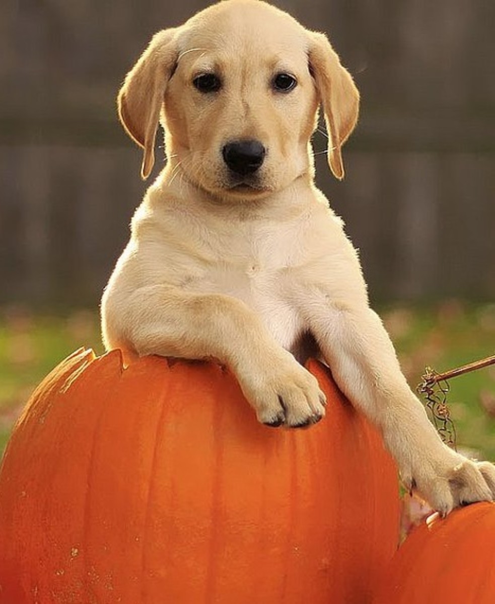 How to Save a Dog That Has Swallowed a Fish Hook, Without Surgery