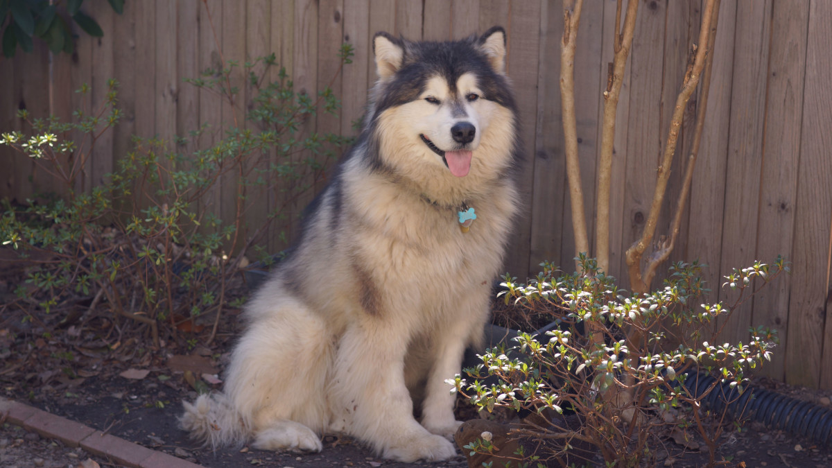 The Seven Best Dogs That Look Like Wolves PetHelpful