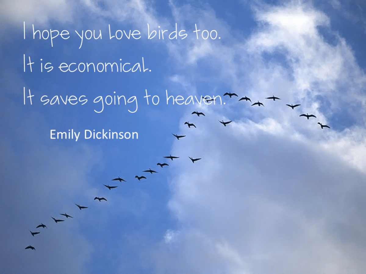Inspirational Quotes About Birds hubpages