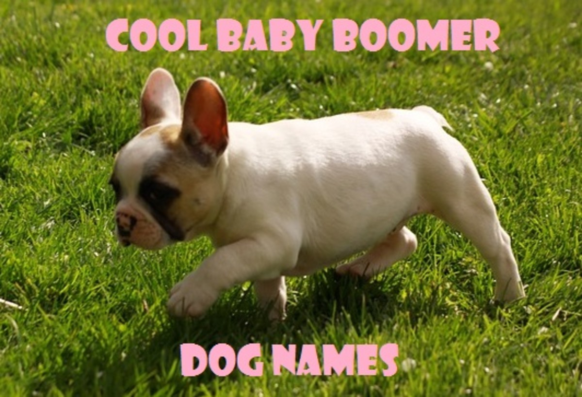 Cool Baby Boomer Dog Names PetHelpful
