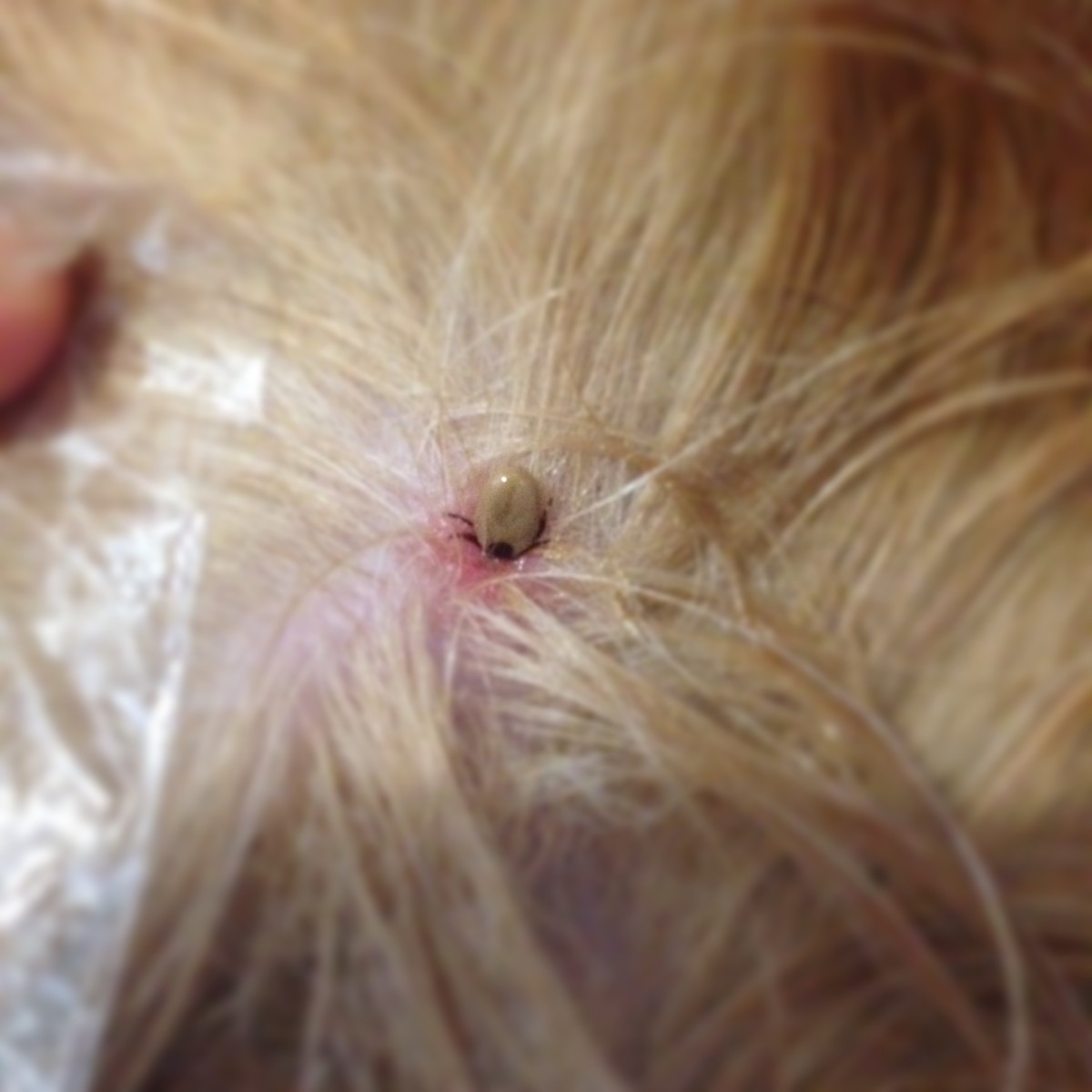 Signs To Watch For If Your Dog Has Been Bitten By A Tick HubPages