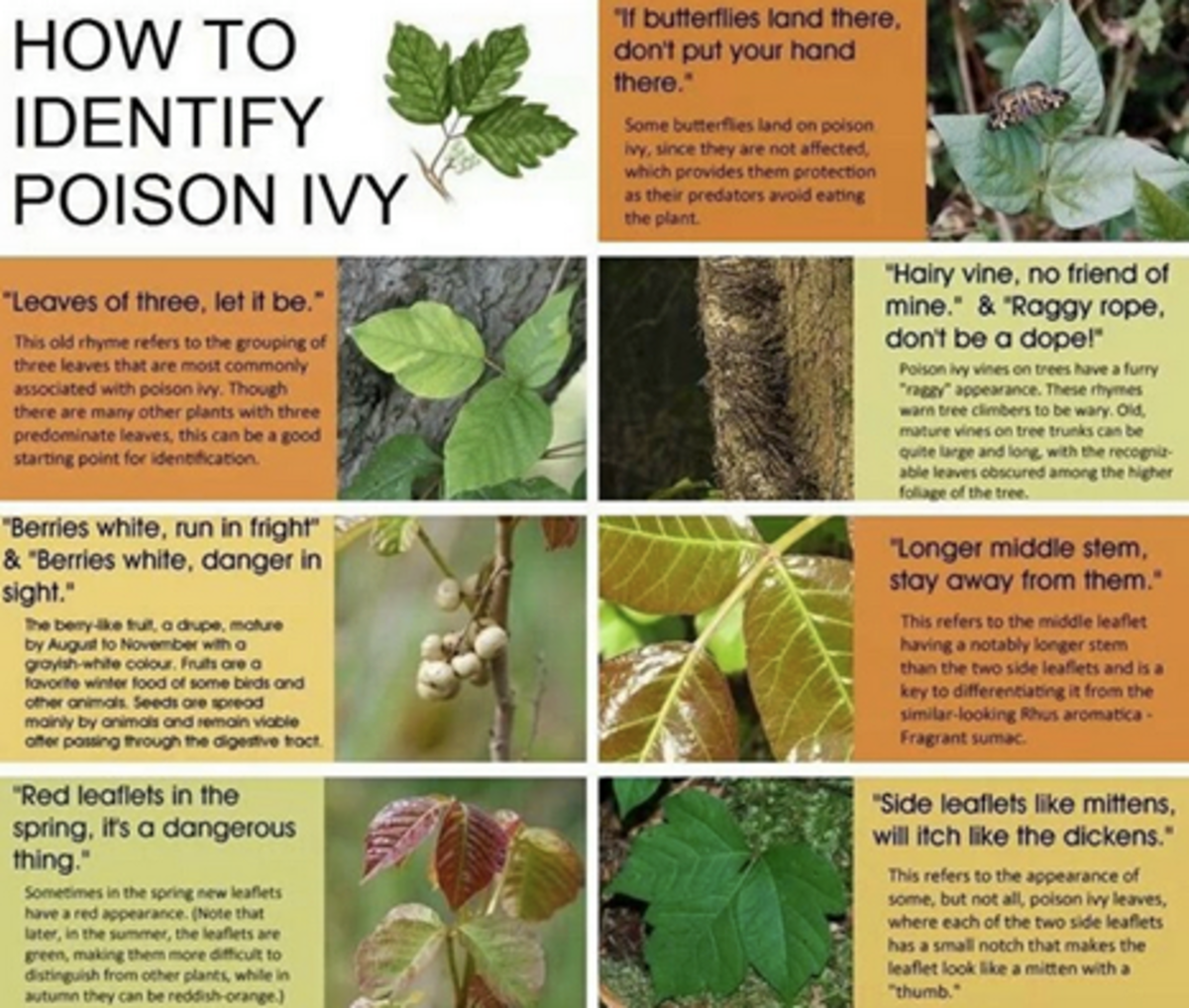 How to Prevent Poison Ivy SkyAboveUs