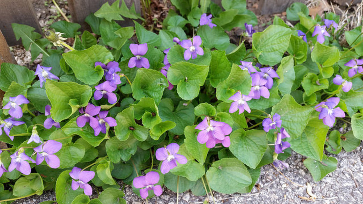 Edible Wild Plants in USDA Zone 5 Dengarden