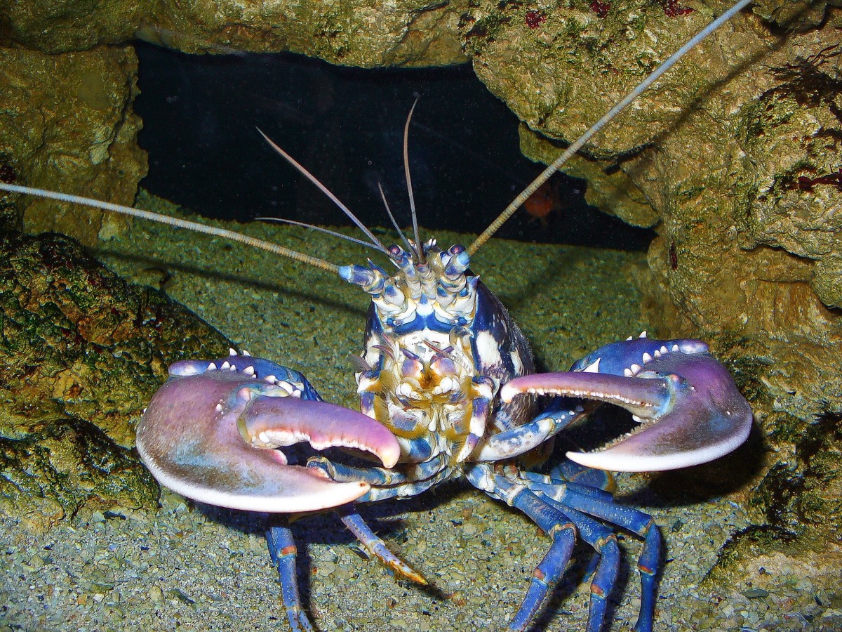 Lobster Facts, Photos, and Biology Interesting Invertebrates Owlcation