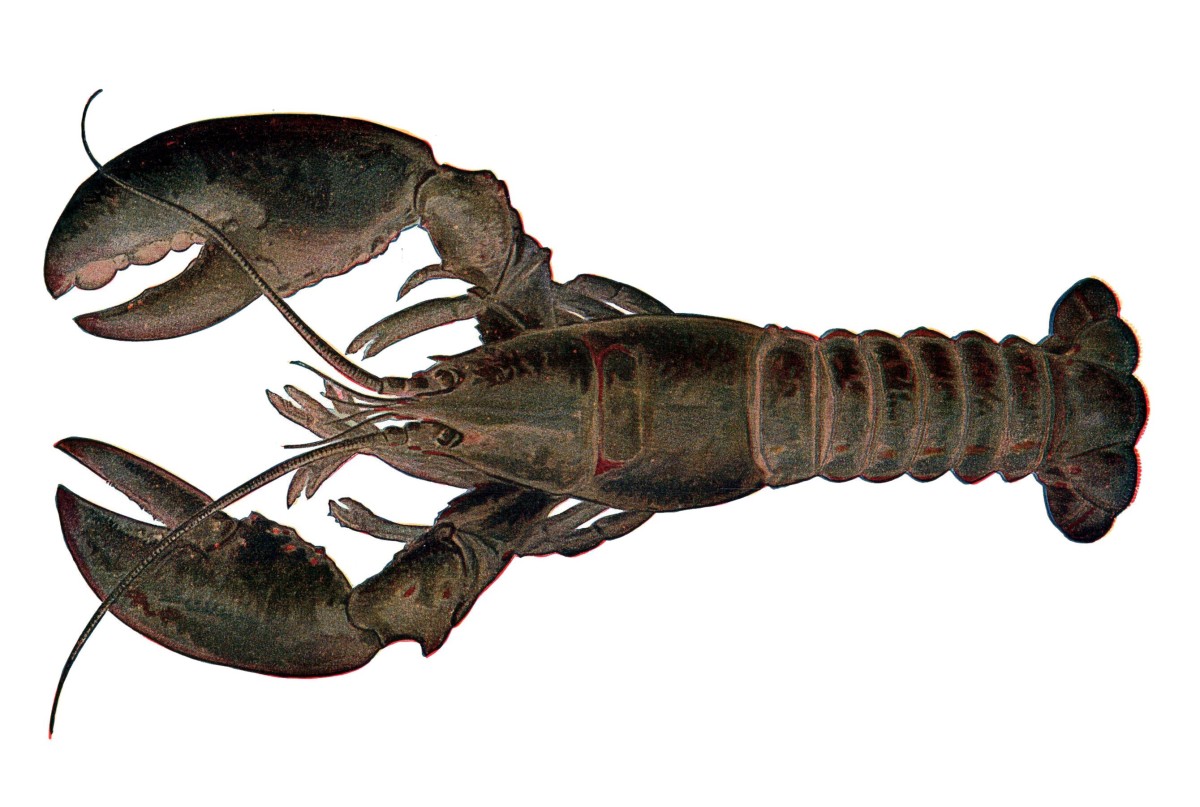 Lobster Facts, Photos, and Biology Interesting Invertebrates Owlcation