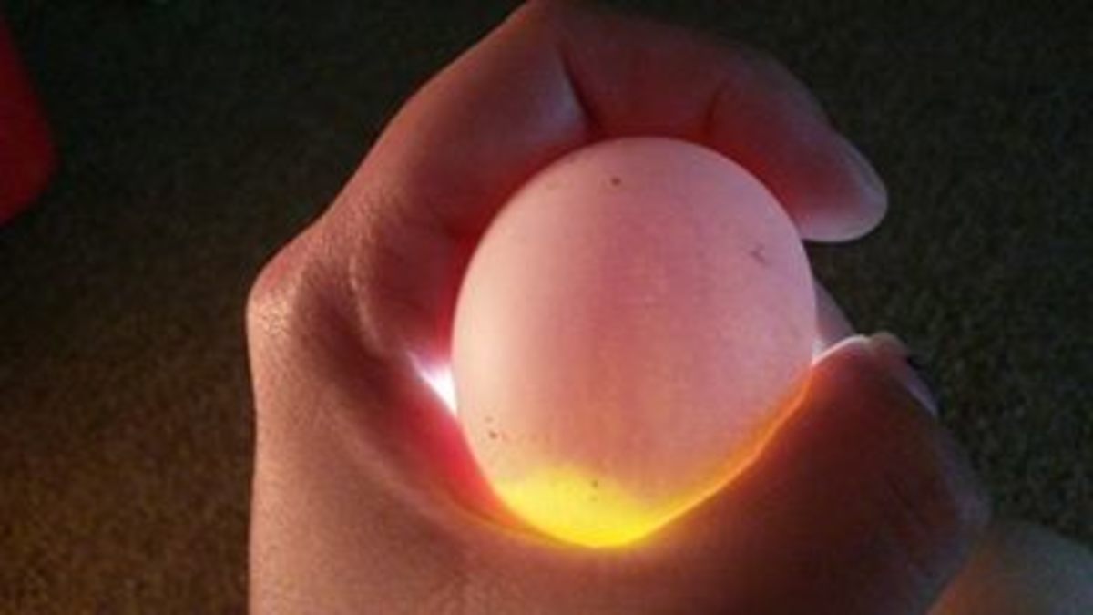 DIY How To Candle Your Own Fertilized Chicken Eggs HubPages