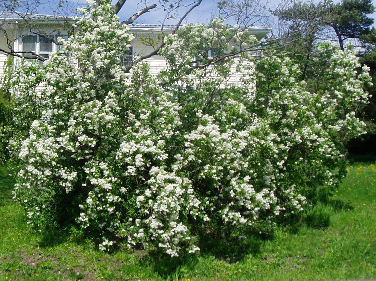 How to Grow Lilac Bushes Dengarden