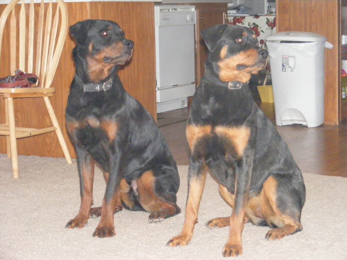 American, German or Roman? The Different Types of Rottweilers PetHelpful